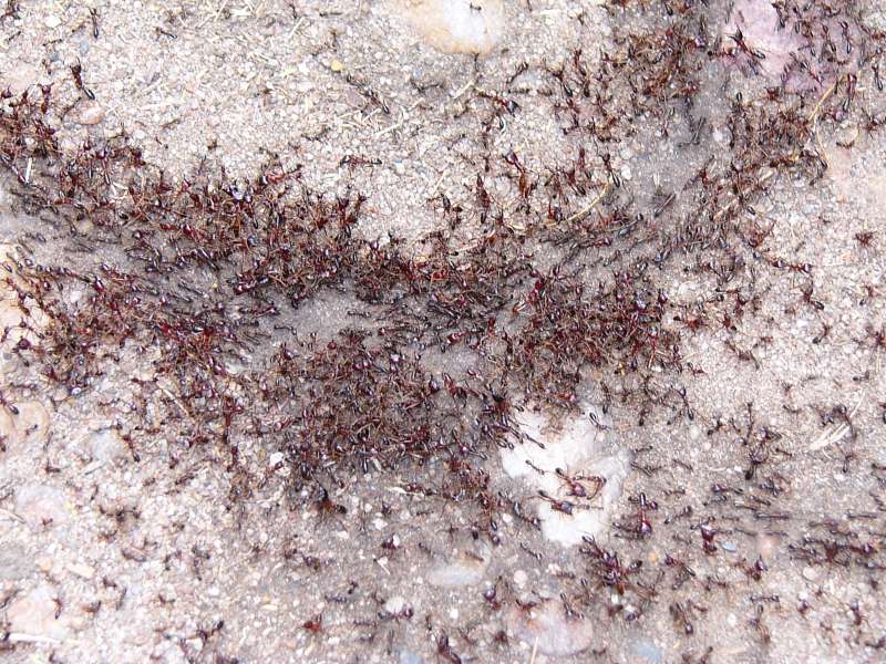 Piste de fourmis avec le sillon creusés